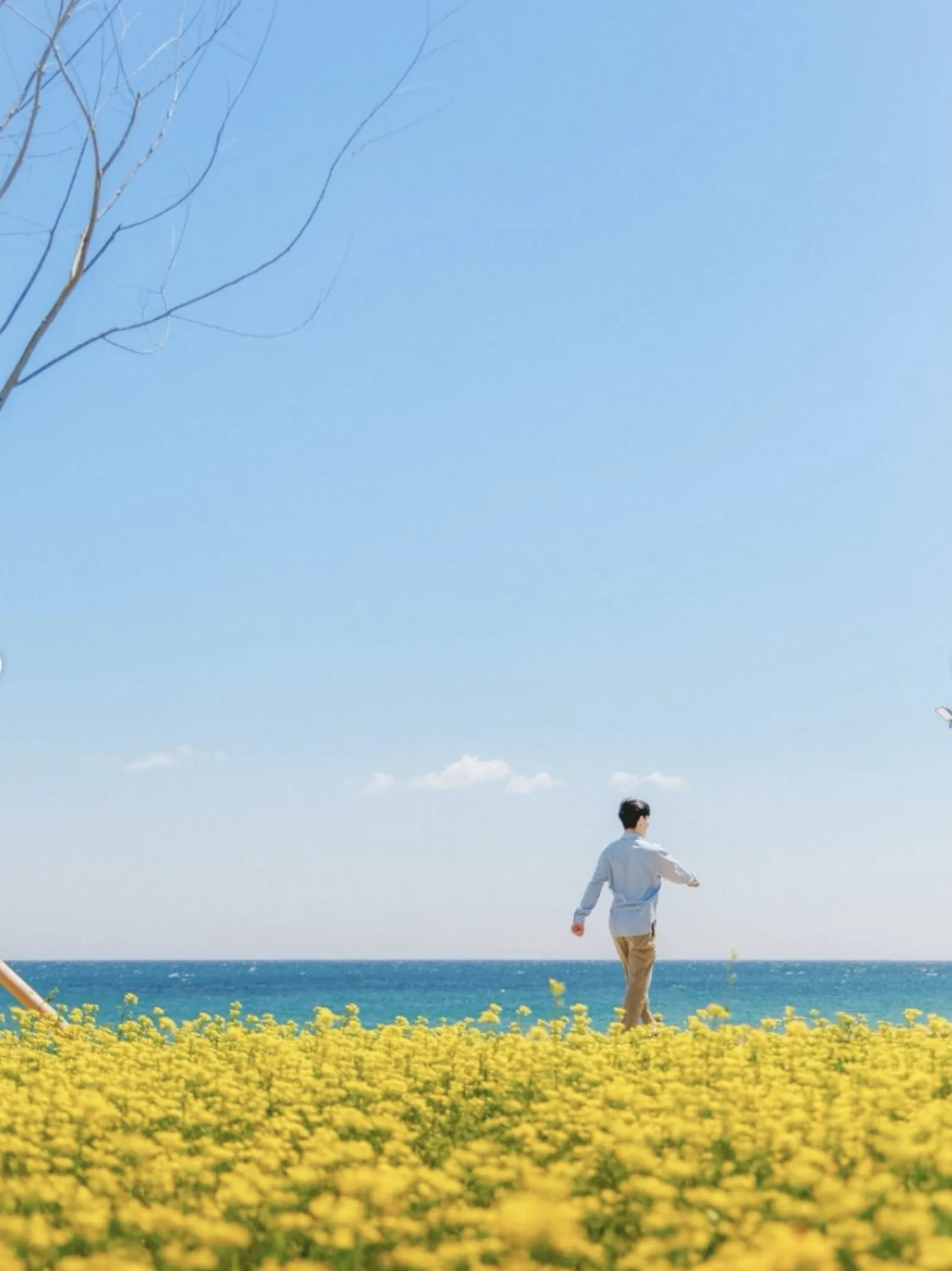 韓國海邊的黃色花田