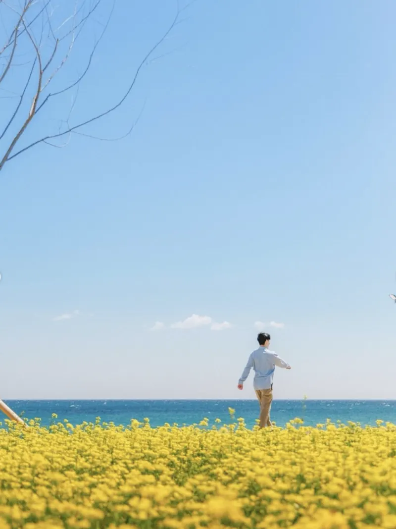 韓國海邊的黃色花田